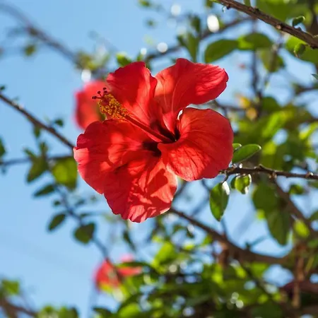 Pansion Ermioni شقة *